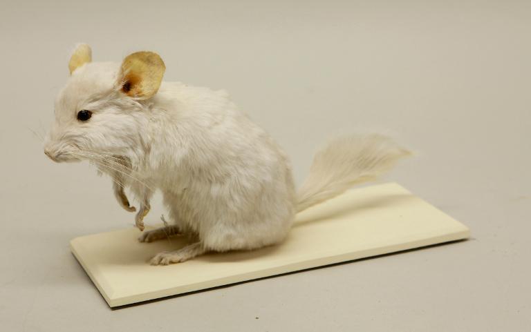 Animal naturalisé : Mammifère : Chinchilla domestique blanc