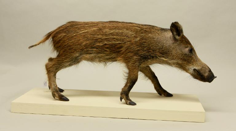 Animal naturalisé : Mammifère : Sanglier