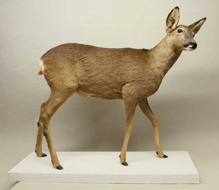 Animal naturalisé : Mammifère : Chevreuil