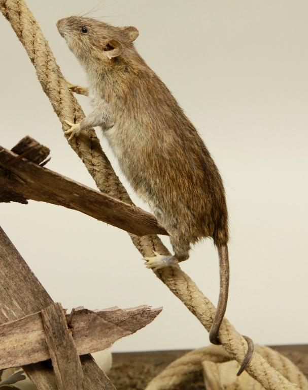 animal naturalisé : mammifère : Rat surmulot