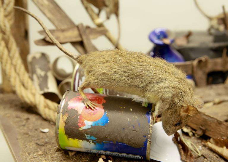 animal naturalisé : mammifère : Rat surmulot