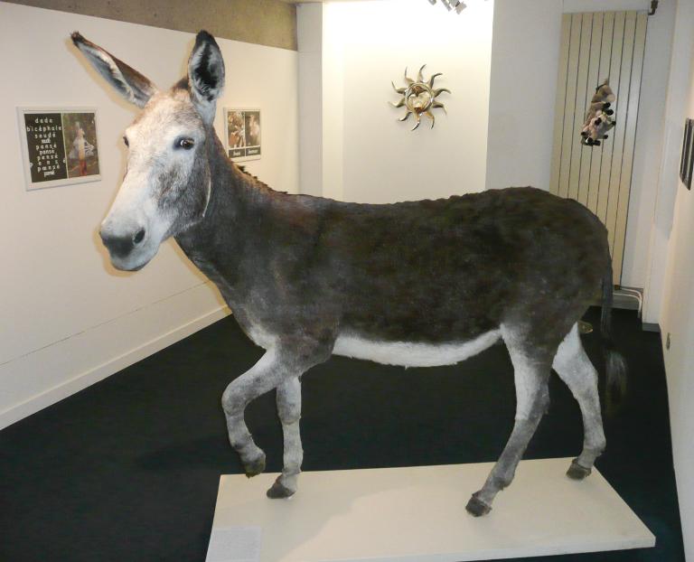 animal naturalisé : mammifère : Ane domestique