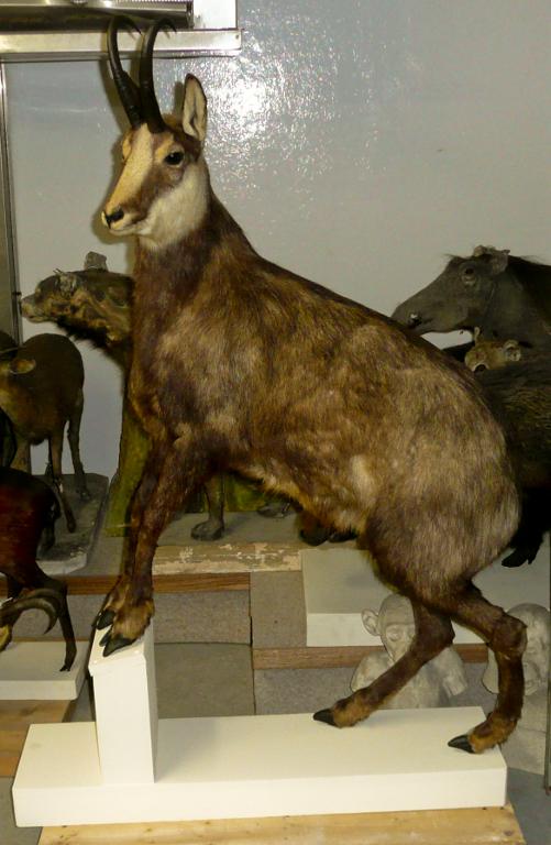 Animal naturalisé : Mammifère : Chamois