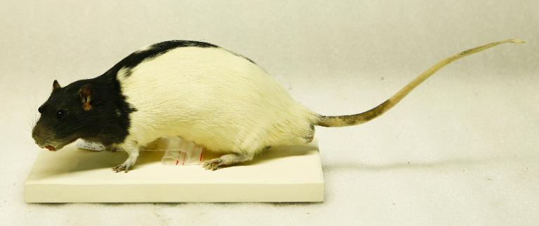 Animal naturalisé : Mammifère : Rat de laboratoire