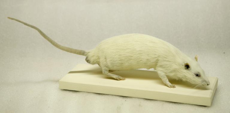 Animal naturalisé : Mammifère : Rat de laboratoire
