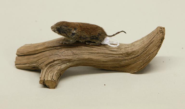 animal naturalisé : mammifère : Campagnol souterrain