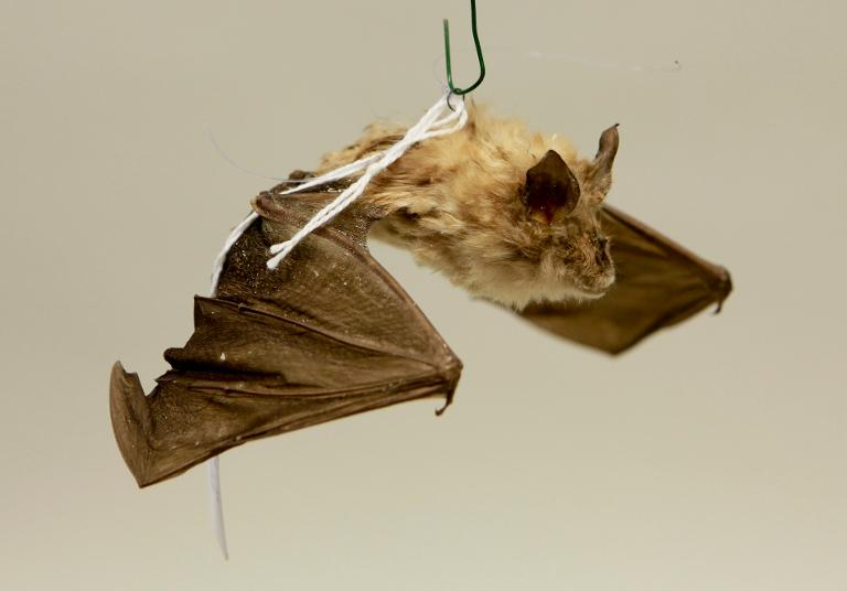 animal naturalisé : Grand rhinolophe
