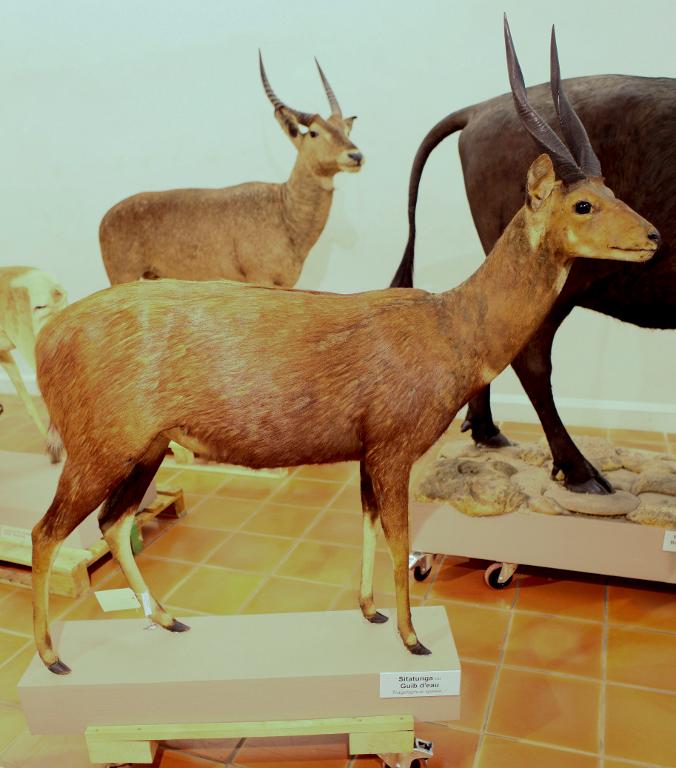 animal naturalisé : Guib d'eau ou sitatunga