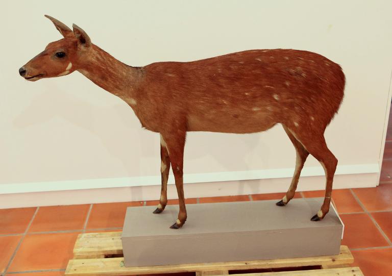 animal naturalisé : Guib d'eau ou sitatunga