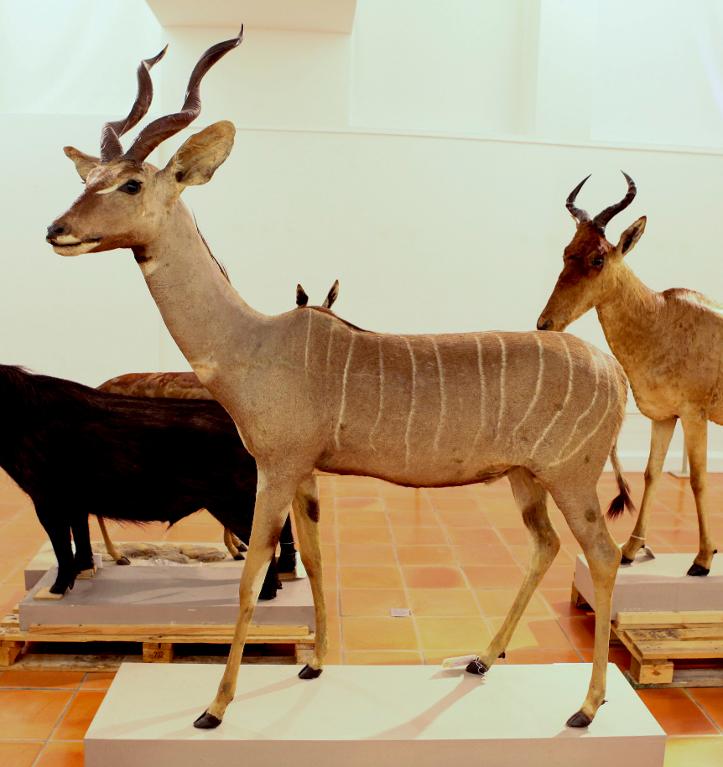 animal naturalisé : Petit Koudou