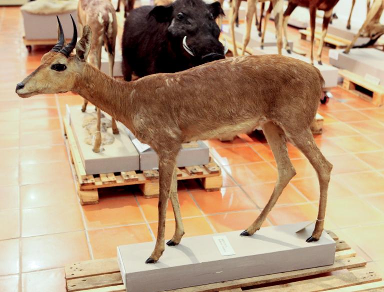 animal naturalisé : Nagor ou rédunca