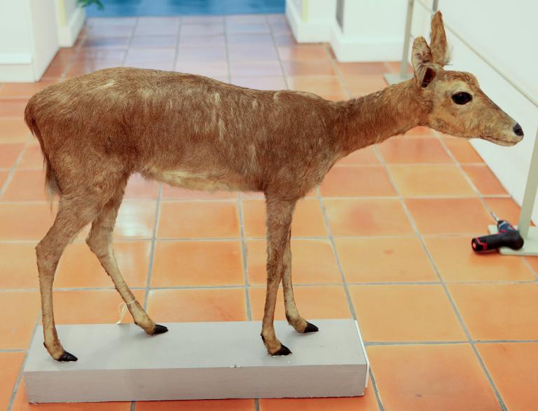 animal naturalisé : Nagor ou rédunca