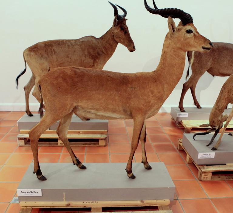 animal naturalisé : Cobe de Buffon