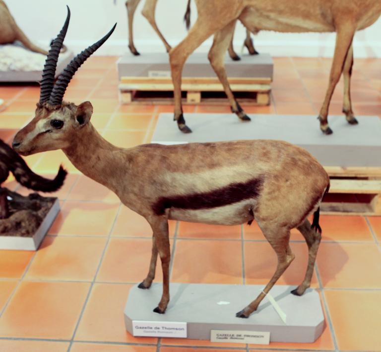 animal naturalisé : Gazelle de Thomson