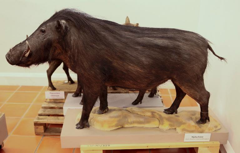 animal naturalisé : Hylochère