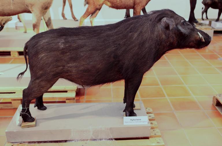 animal naturalisé : Hylochère