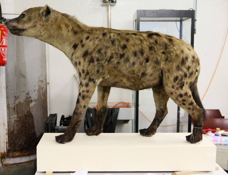 animal naturalisé : Hyène tachetée