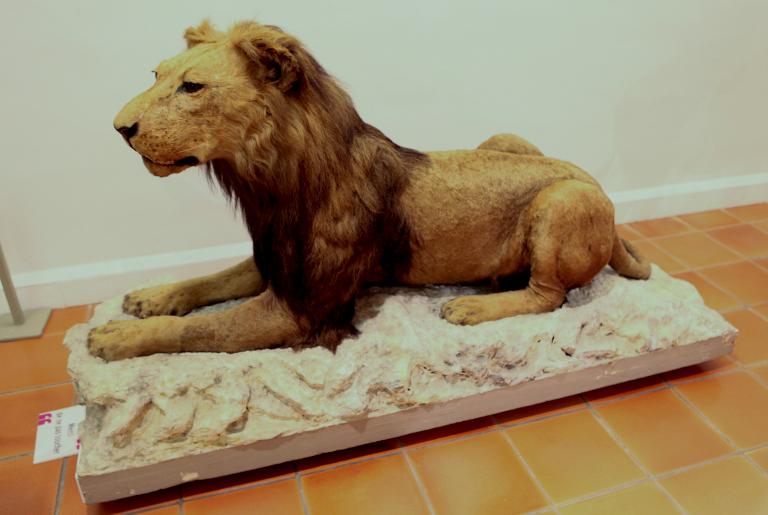 animal naturalisé : Lion de l'Atlas
