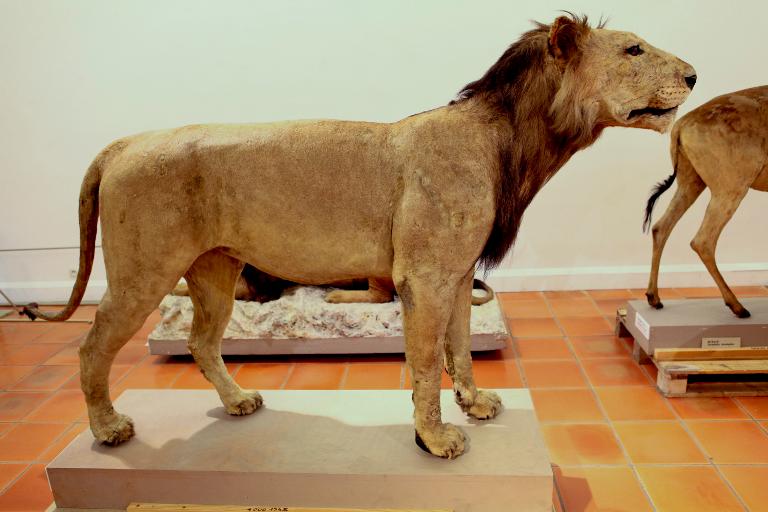 animal naturalisé : mammifère : Lion de l'Atlas