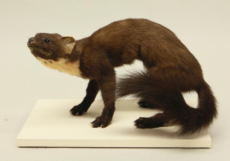 animal naturalisé : Martre des pins