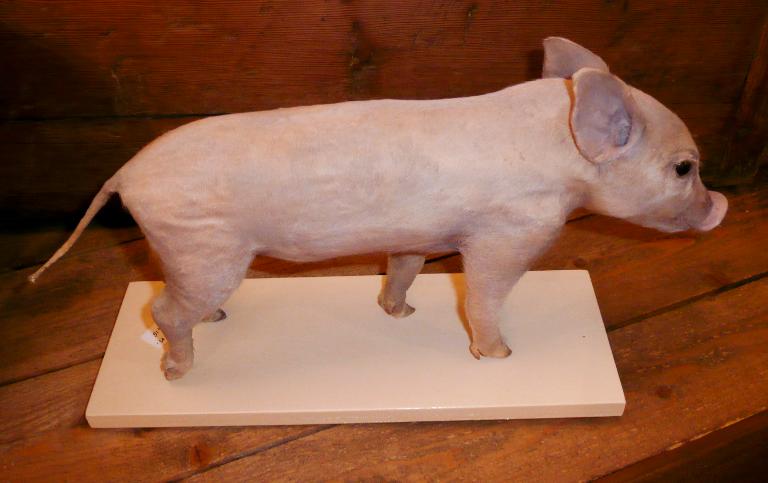 animal naturalisé : Cochon domestique