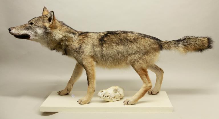 animal naturalisé : Loup  gris