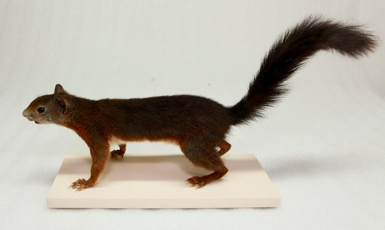 animal naturalisé : Ecureuil roux