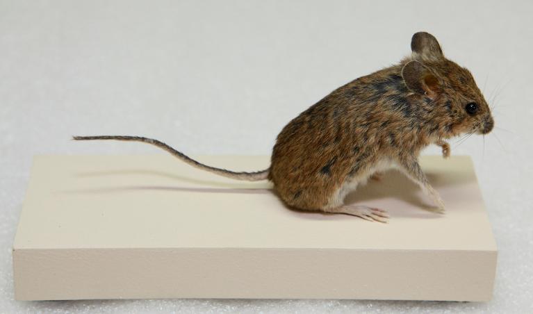 animal naturalisé : Mulot sylvestre