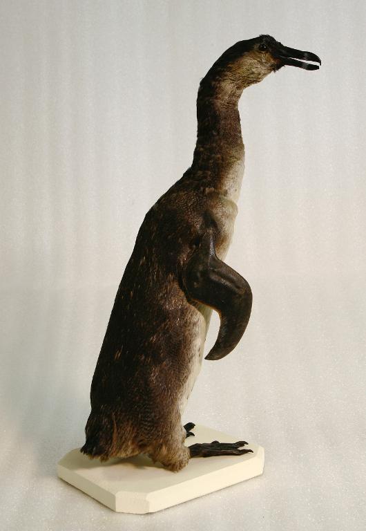animal naturalisé : oiseau : Manchot du Cap
