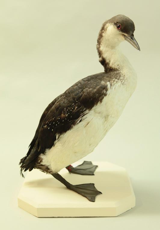 animal naturalisé : oiseau : Plongeon arctique