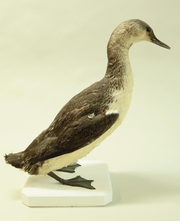 Animal naturalisé : Oiseau : Plongeon catmarin