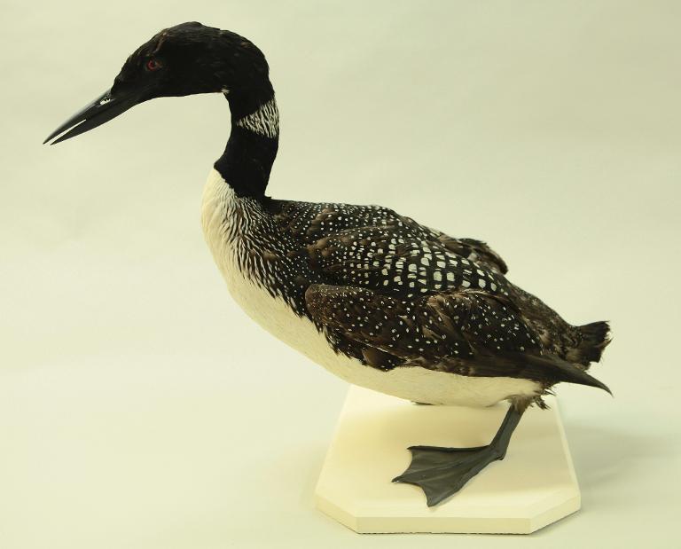 Animal naturalisé : Oiseau : Plongeon imbrin