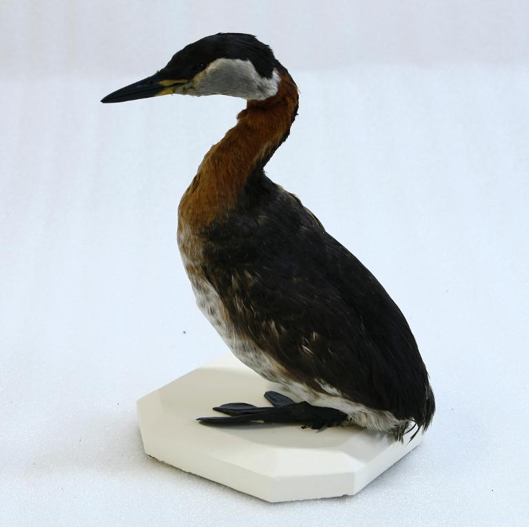 animal naturalisé : oiseau : Grèbe jougris