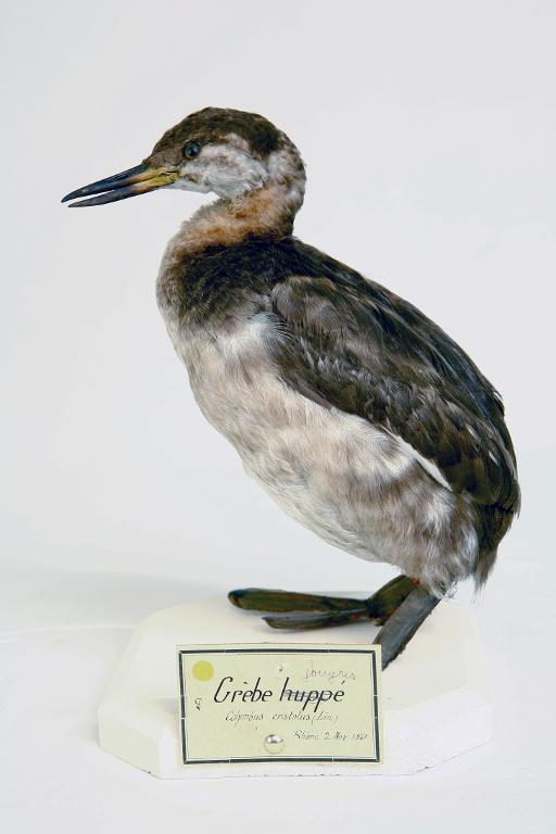 animal naturalisé : oiseau : Grèbe jougris