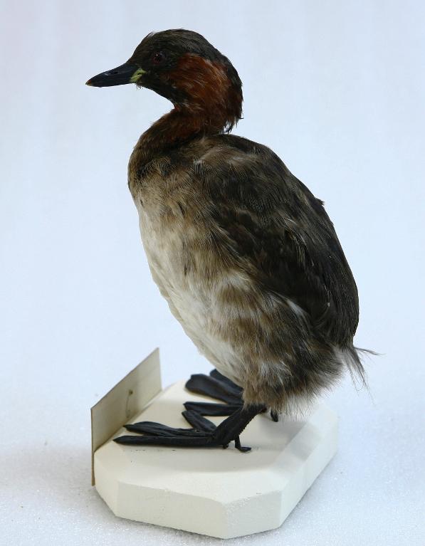 animal naturalisé : oiseau : Grèbe castagneux