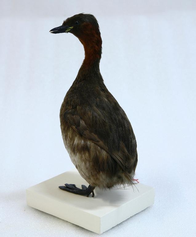 animal naturalisé : oiseau : Grèbe castagneux