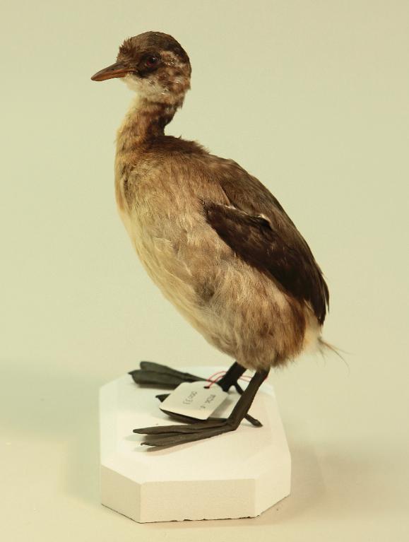 animal naturalisé : oiseau : Grèbe castagneux