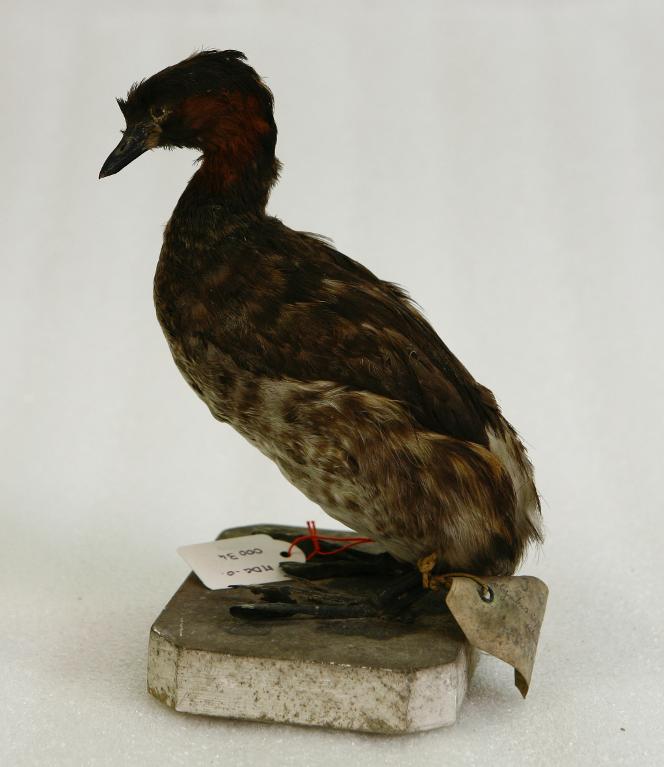 animal naturalisé : oiseau : Grèbe castagneux