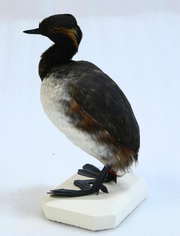 animal naturalisé : oiseau : Grèbe à cou noir