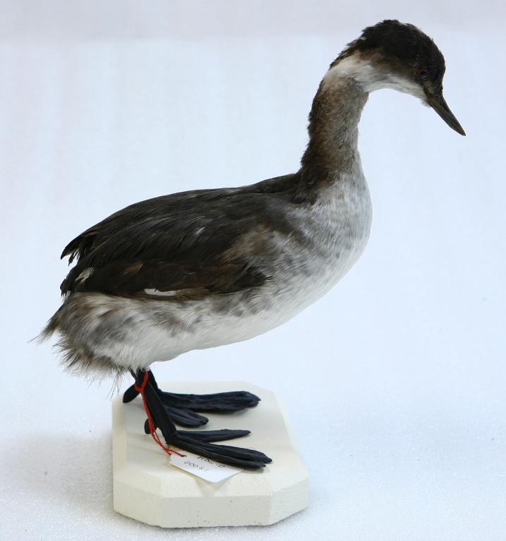 animal naturalisé : oiseau : Grèbe à cou noir