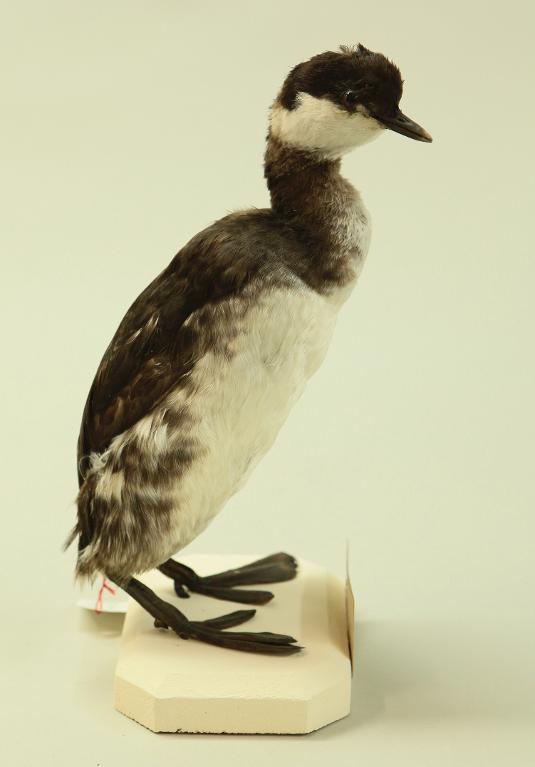 animal naturalisé : oiseau : Grèbe esclavon