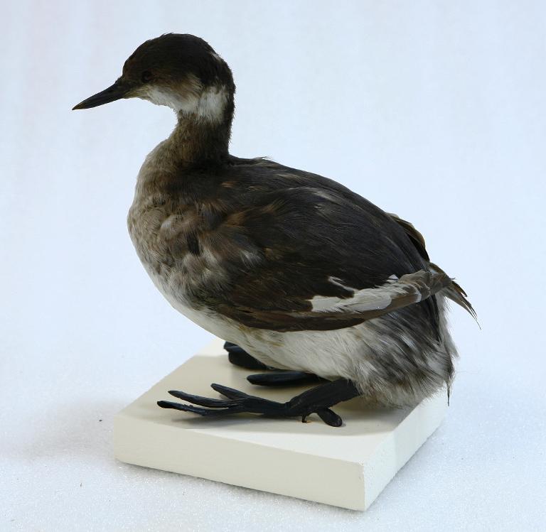 animal naturalisé : oiseau : Grèbe esclavon