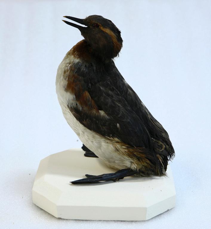 animal naturalisé : oiseau : Grèbe esclavon