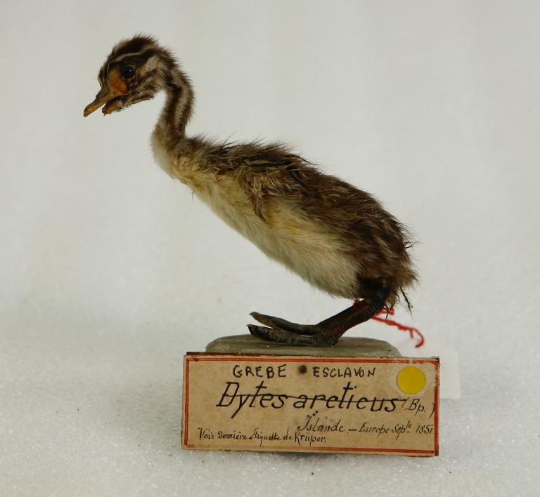 animal naturalisé : oiseau : Grèbe esclavon