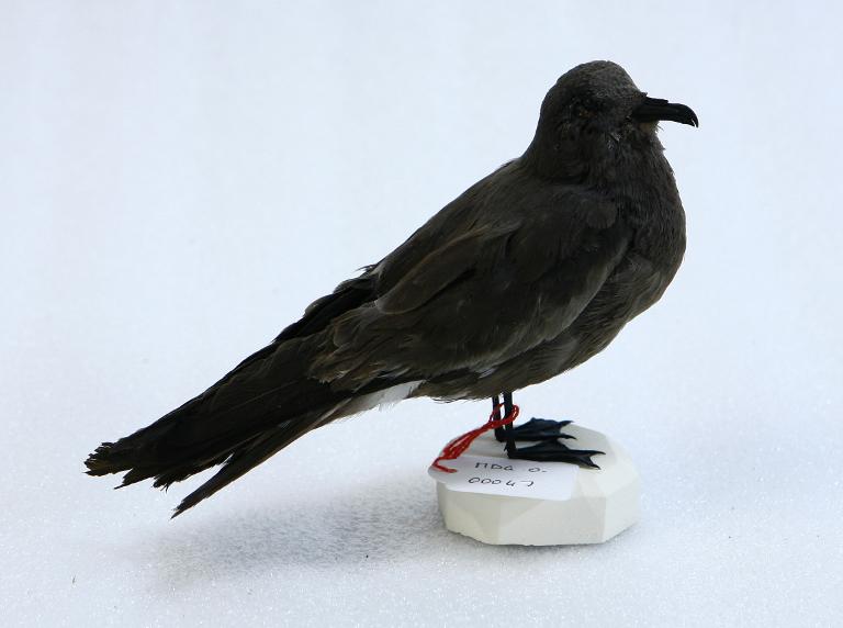 animal naturalisé : oiseau : Océanite culblanc