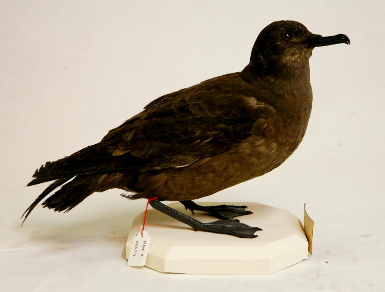 animal naturalisé : oiseau : Puffin fuligineux