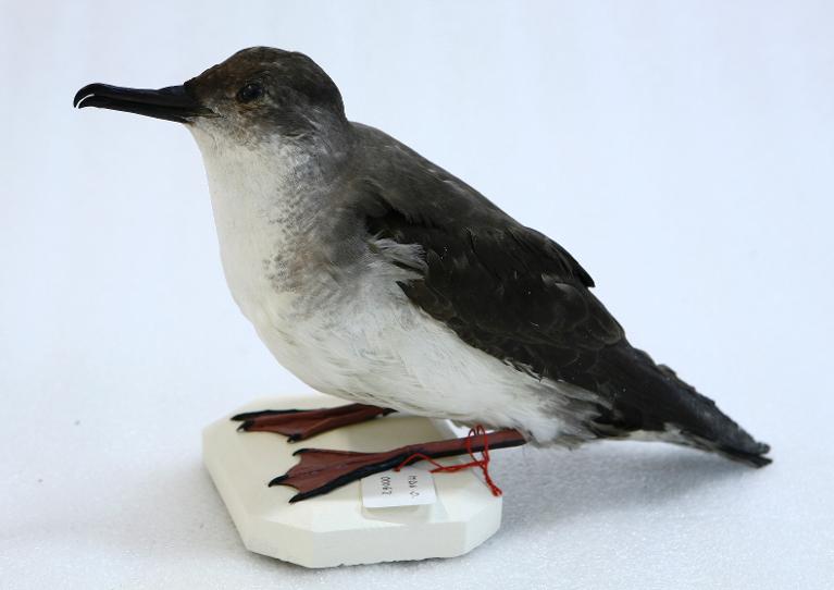 animal naturalisé : oiseau : Puffin yelkouan