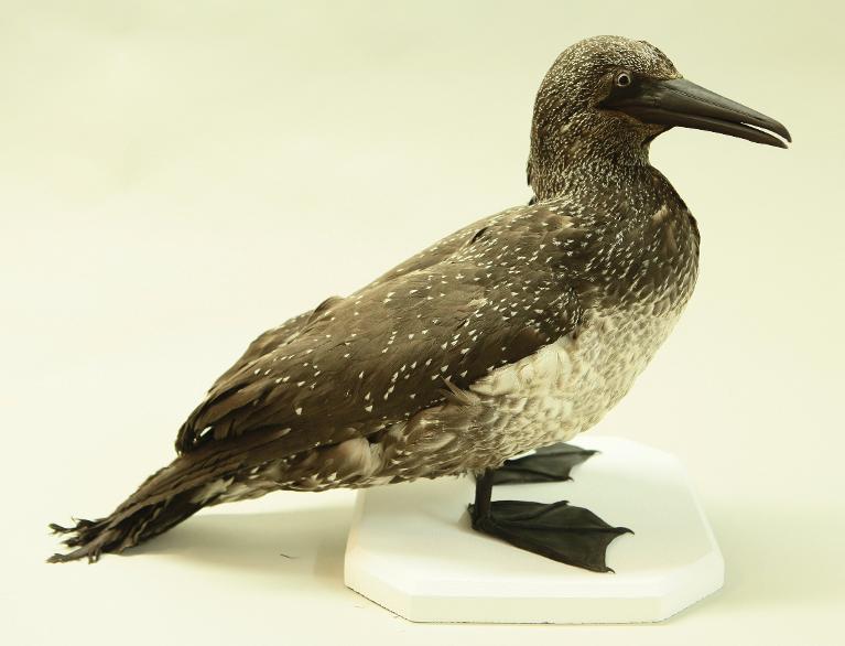 animal naturalisé : oiseau : Fou de Bassan