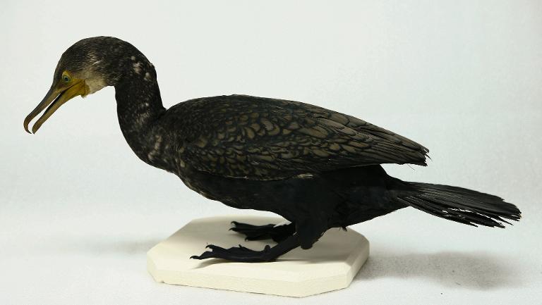animal naturalisé : oiseau : Grand cormoran