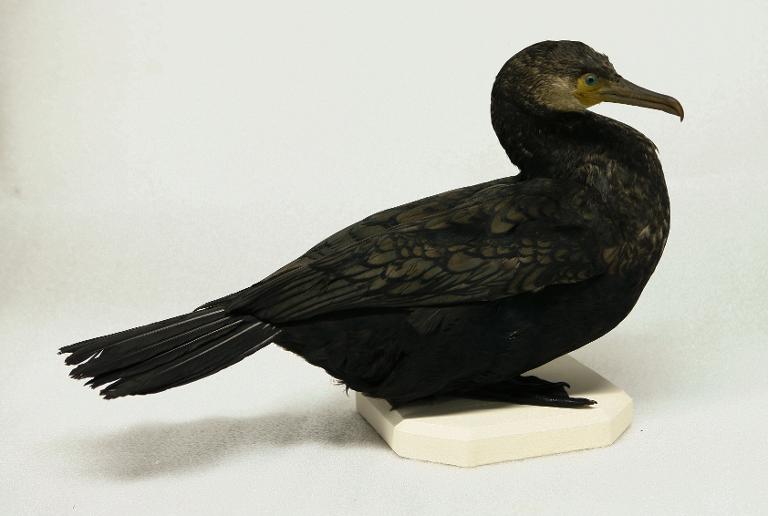 animal naturalisé : oiseau : Grand cormoran